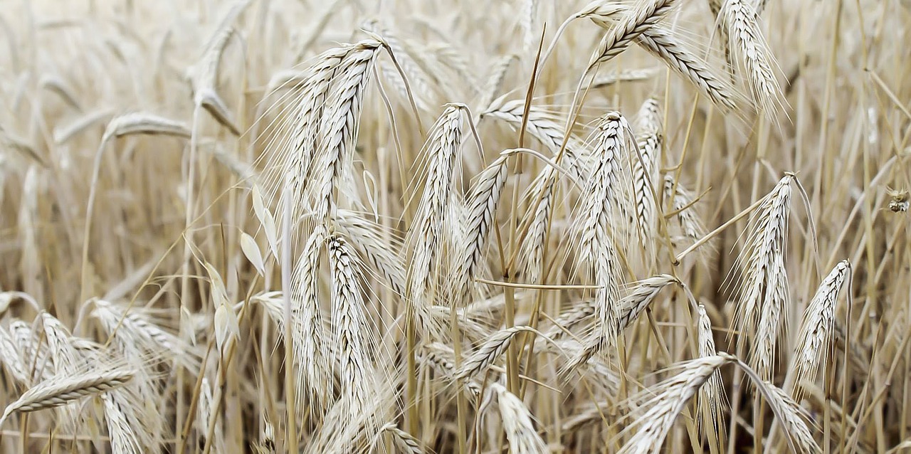 grain rye field free photo