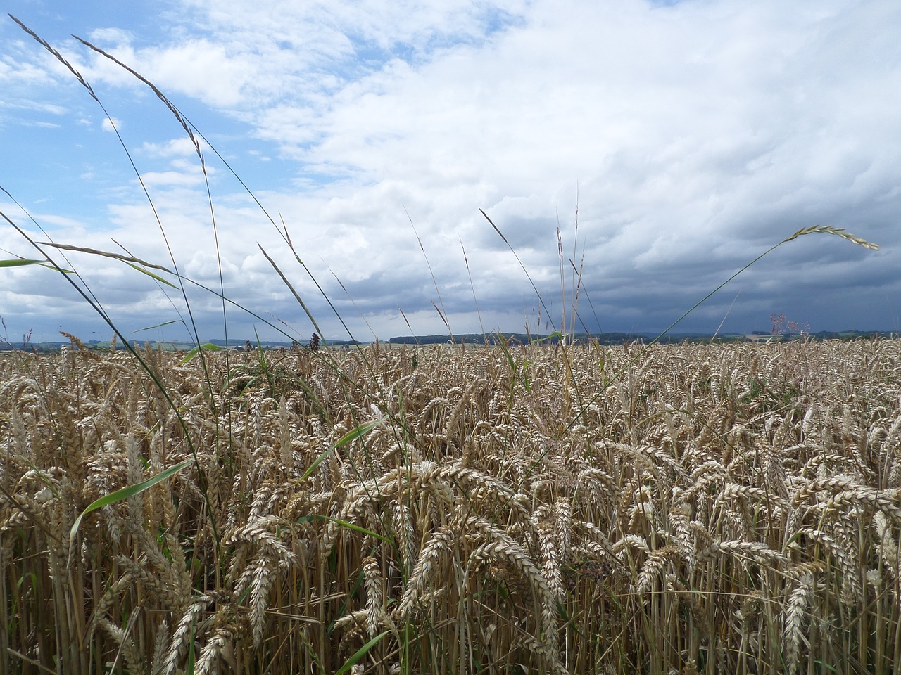 grain ear cornfield free photo