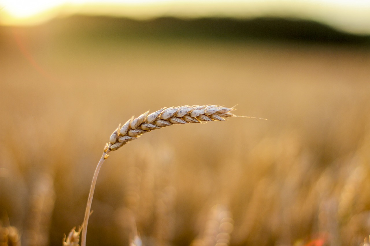 grain cornfield cereals free photo