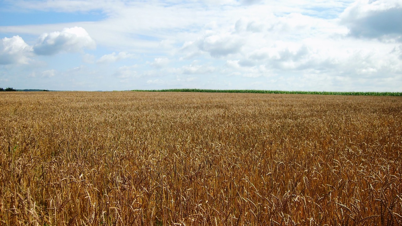 grain country green free photo