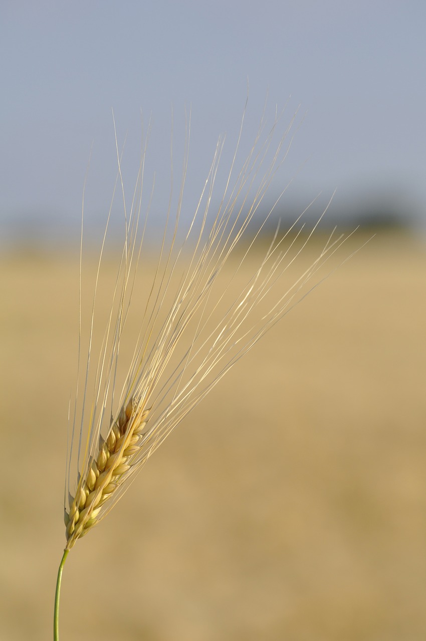 grain wheat field free photo