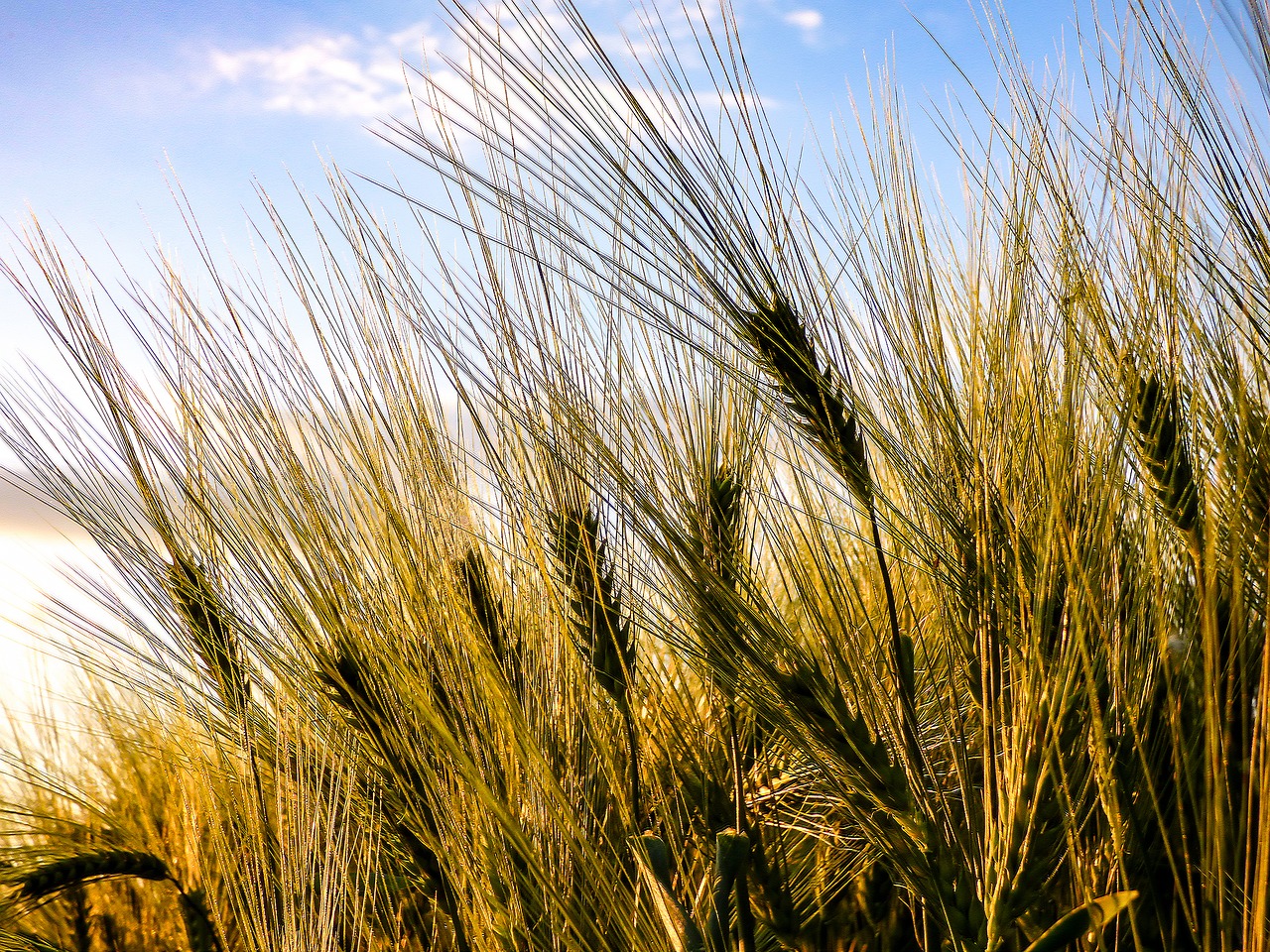 grain wheat by chaitanya k free photo