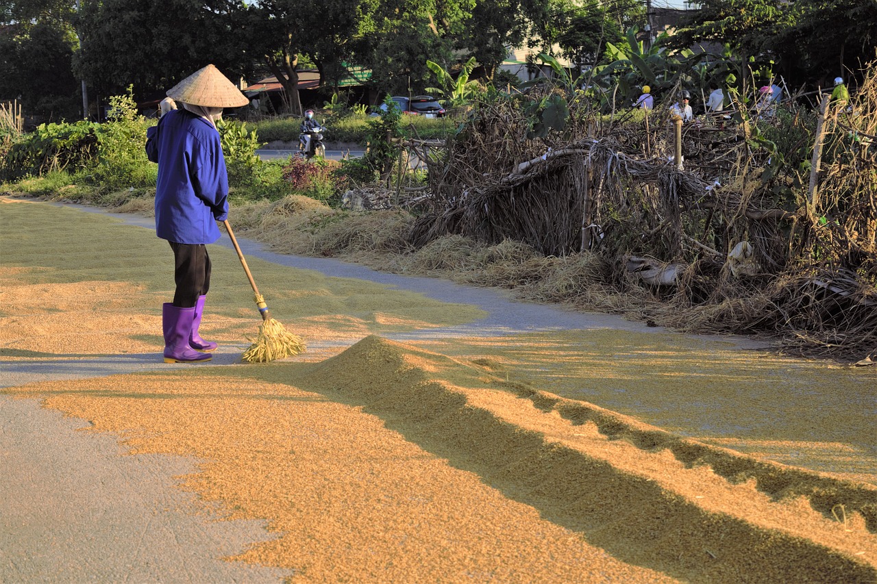 grain silk rice free photo