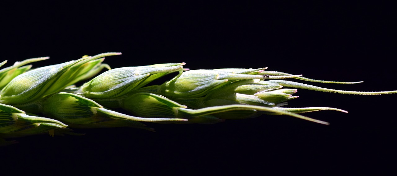 grain ear of corn cereals free photo