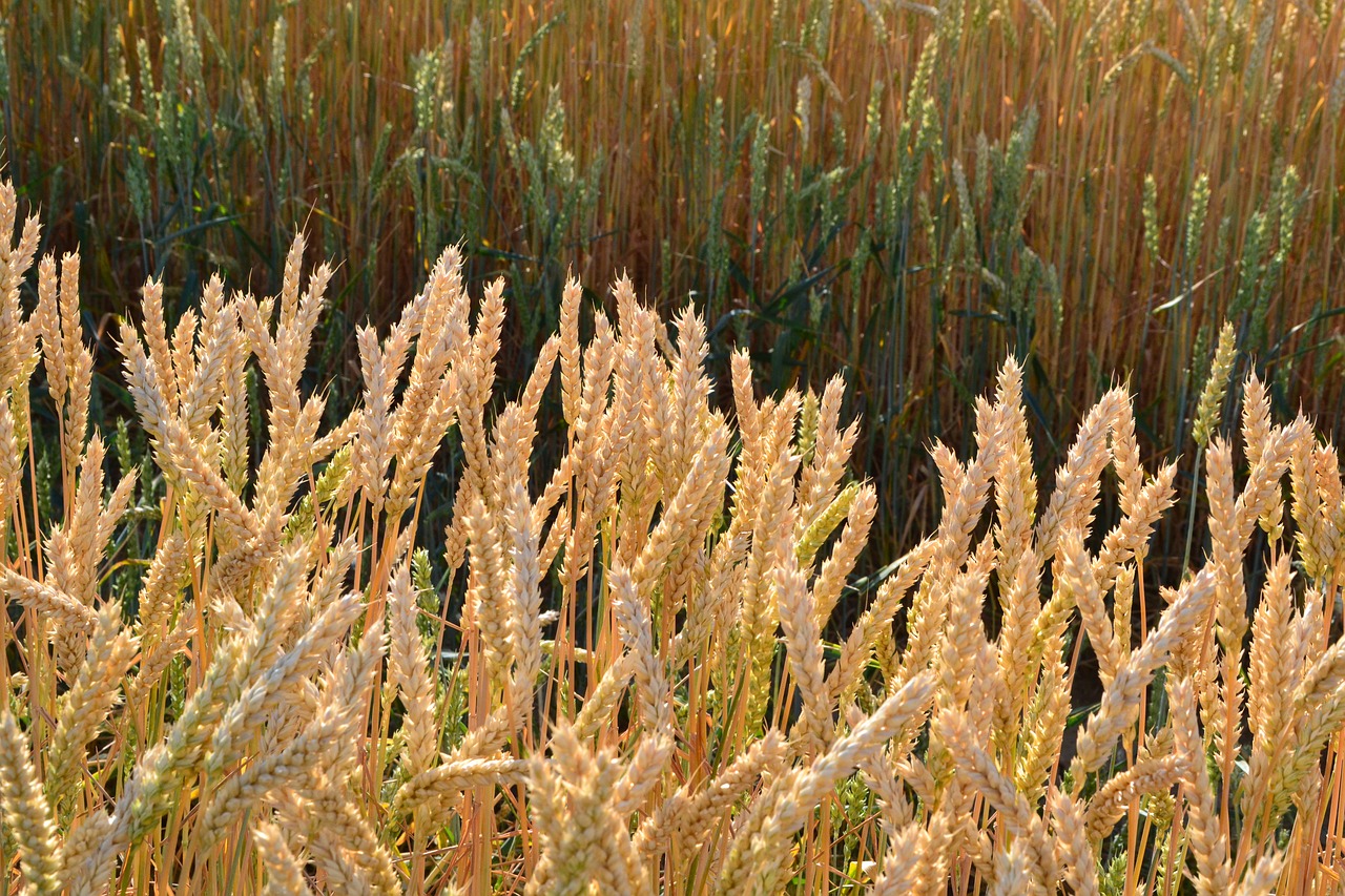 grain by chaitanya k cornfield free photo