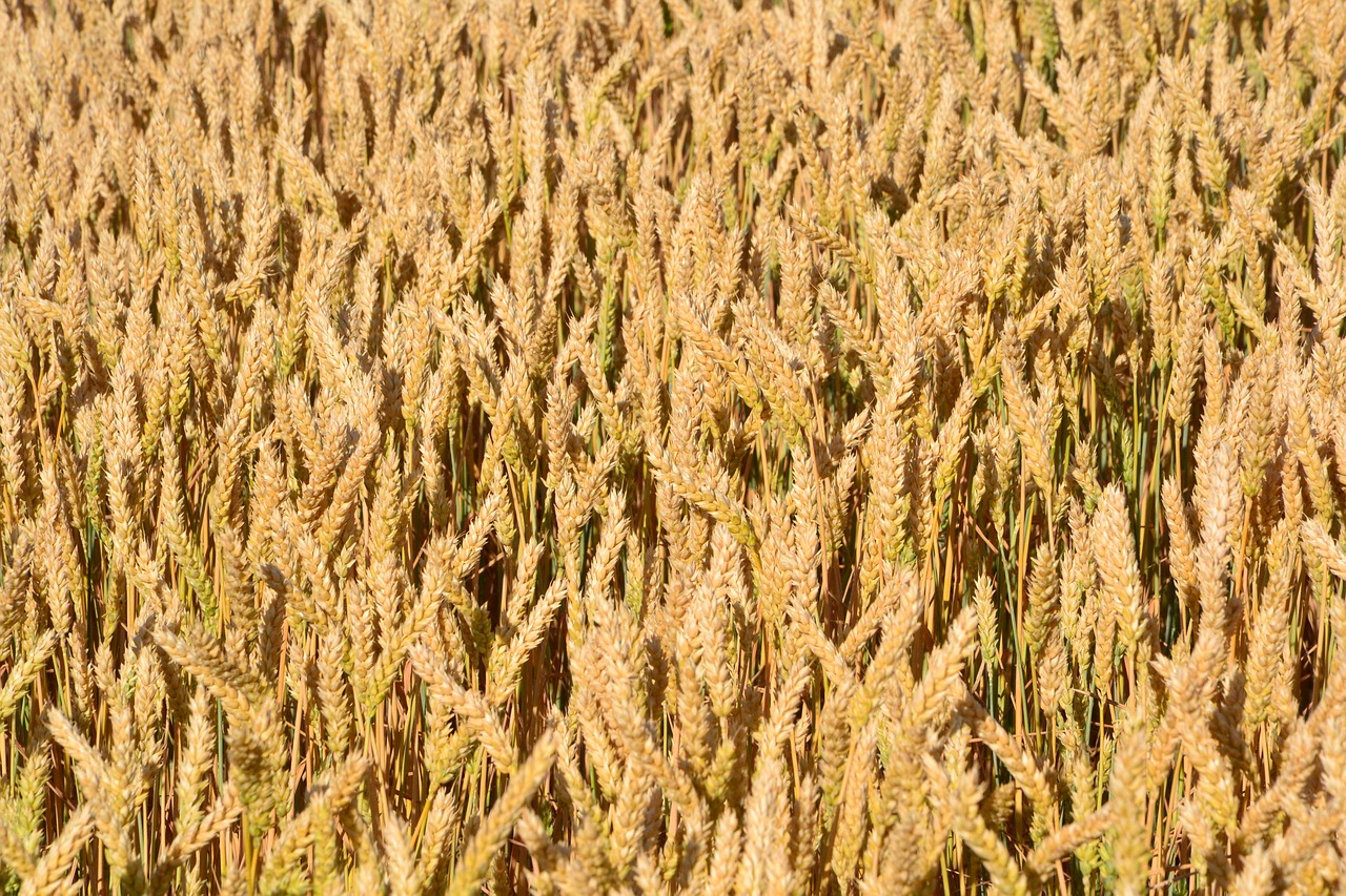 grain by chaitanya k cornfield free photo