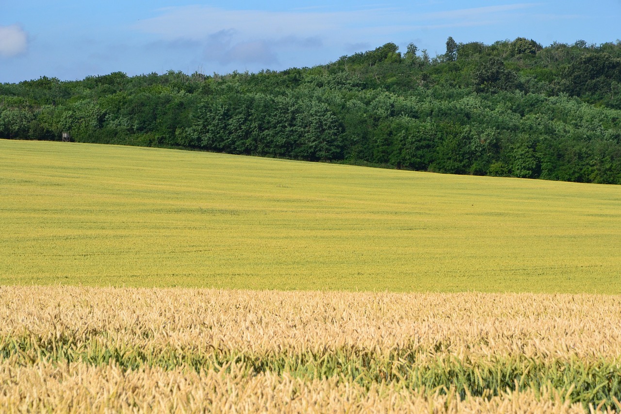 grain by chaitanya k cornfield free photo