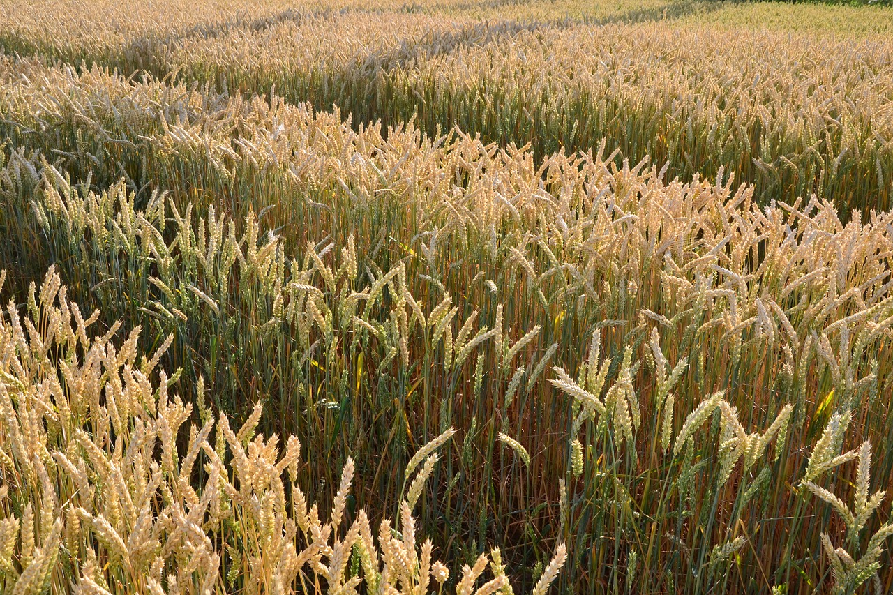 Света пшеничная
