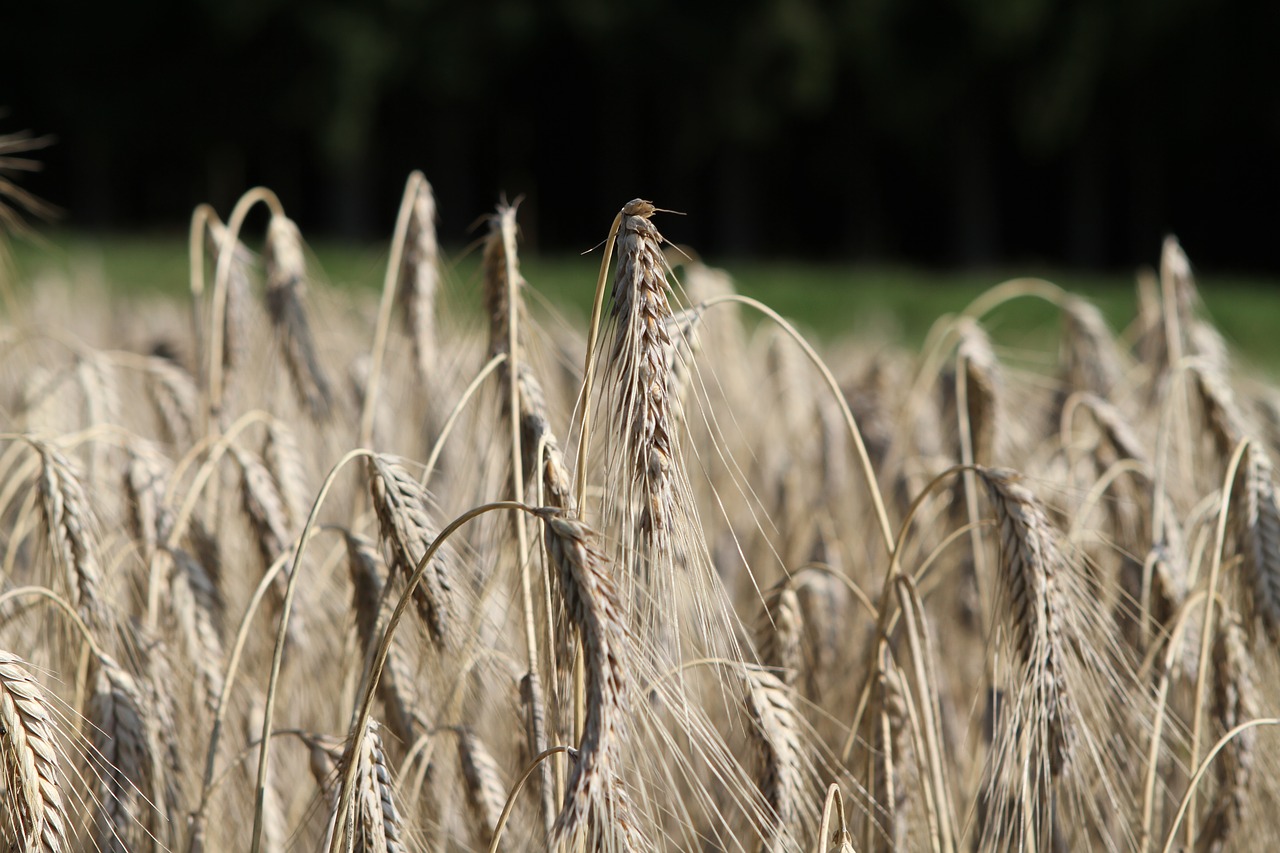 grain cereals wheat free photo