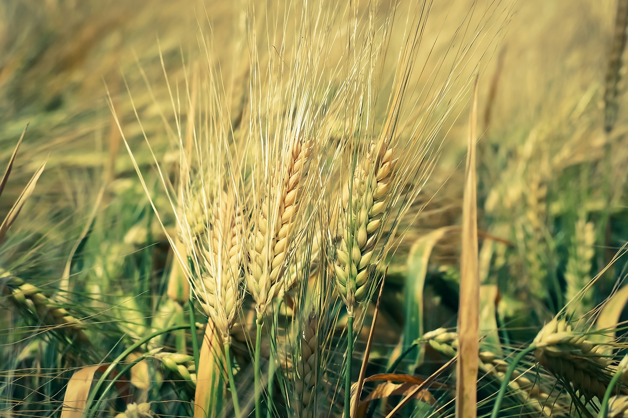 grain cornfield field free photo