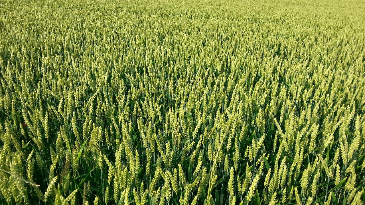 grain cornfield cereals free photo