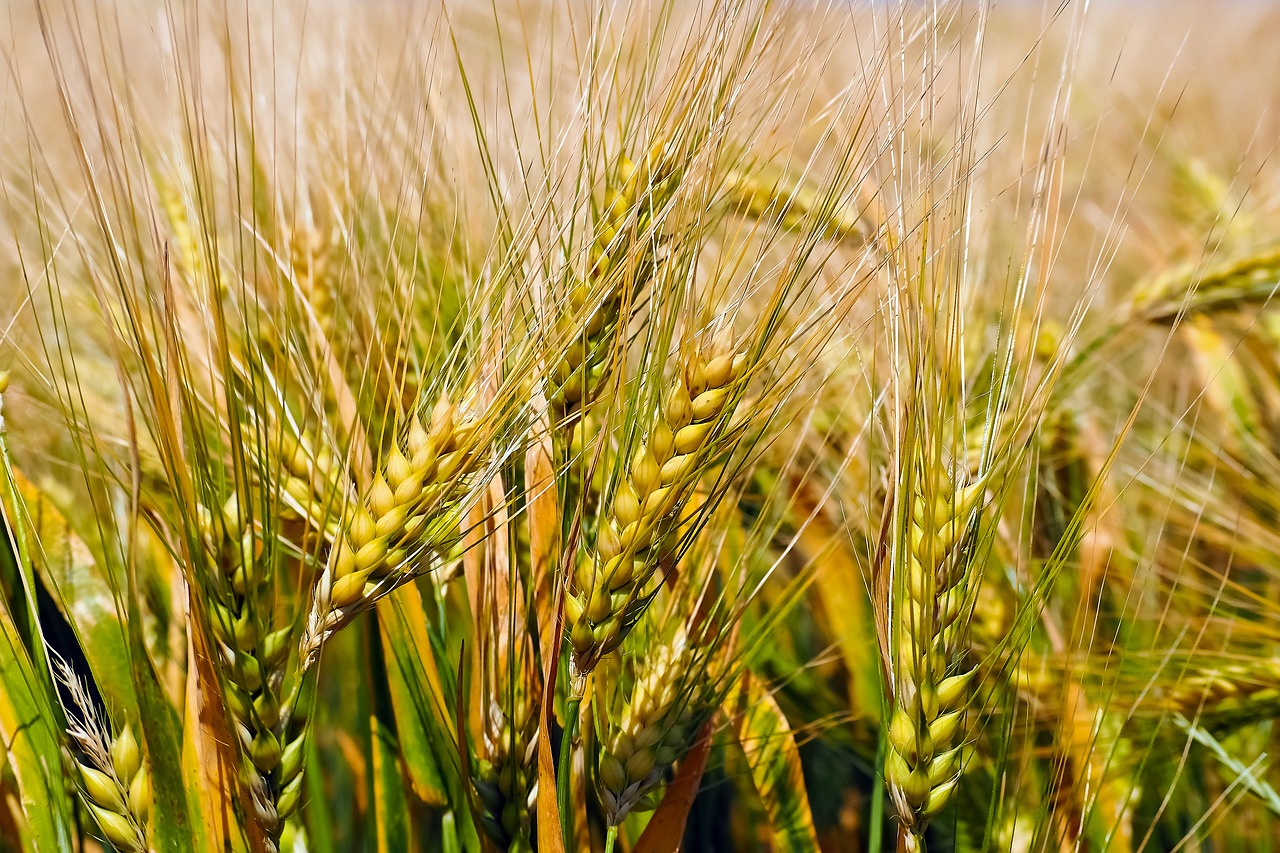 grain cornfield field free photo