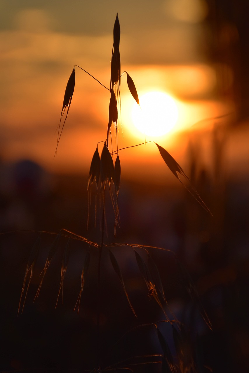 grain west field free photo