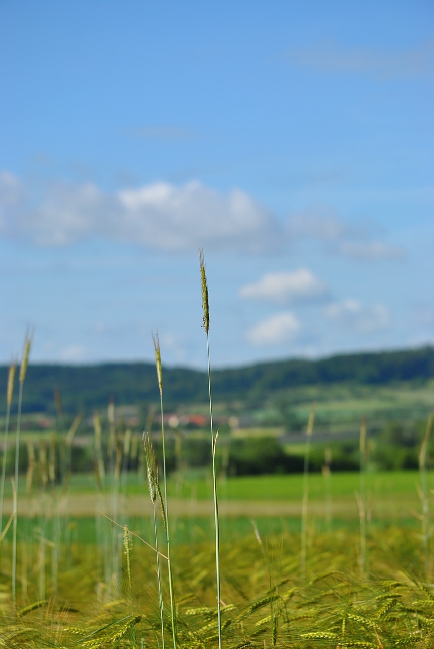 grain field cornfield free photo