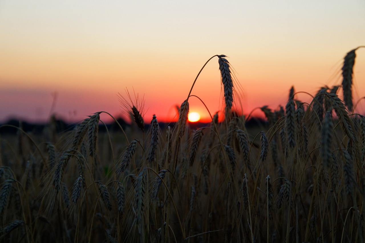 grain field wheat free photo