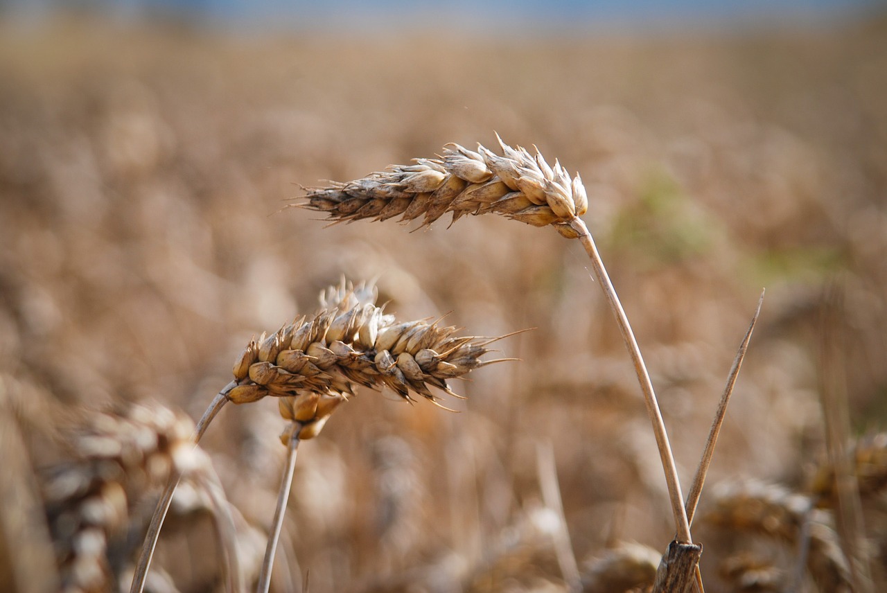 grain crop plant free photo