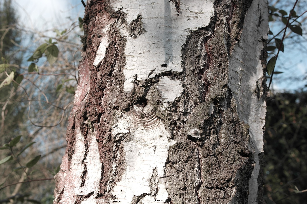 grain tree birch free photo