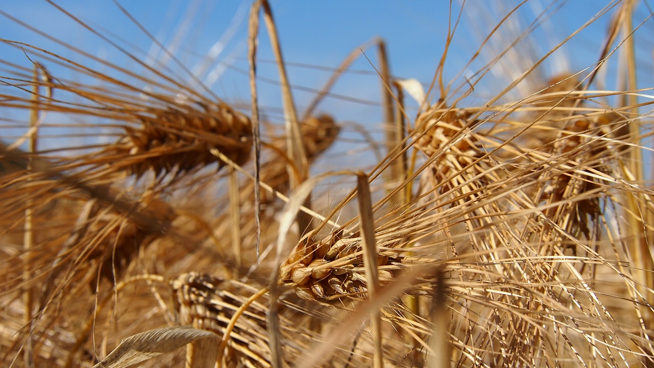 grain field finnish free photo