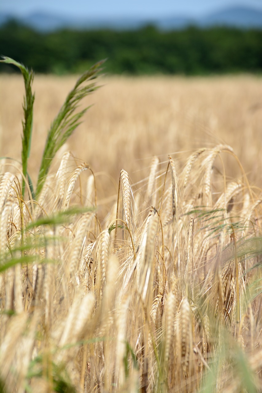 grain wheat food free photo