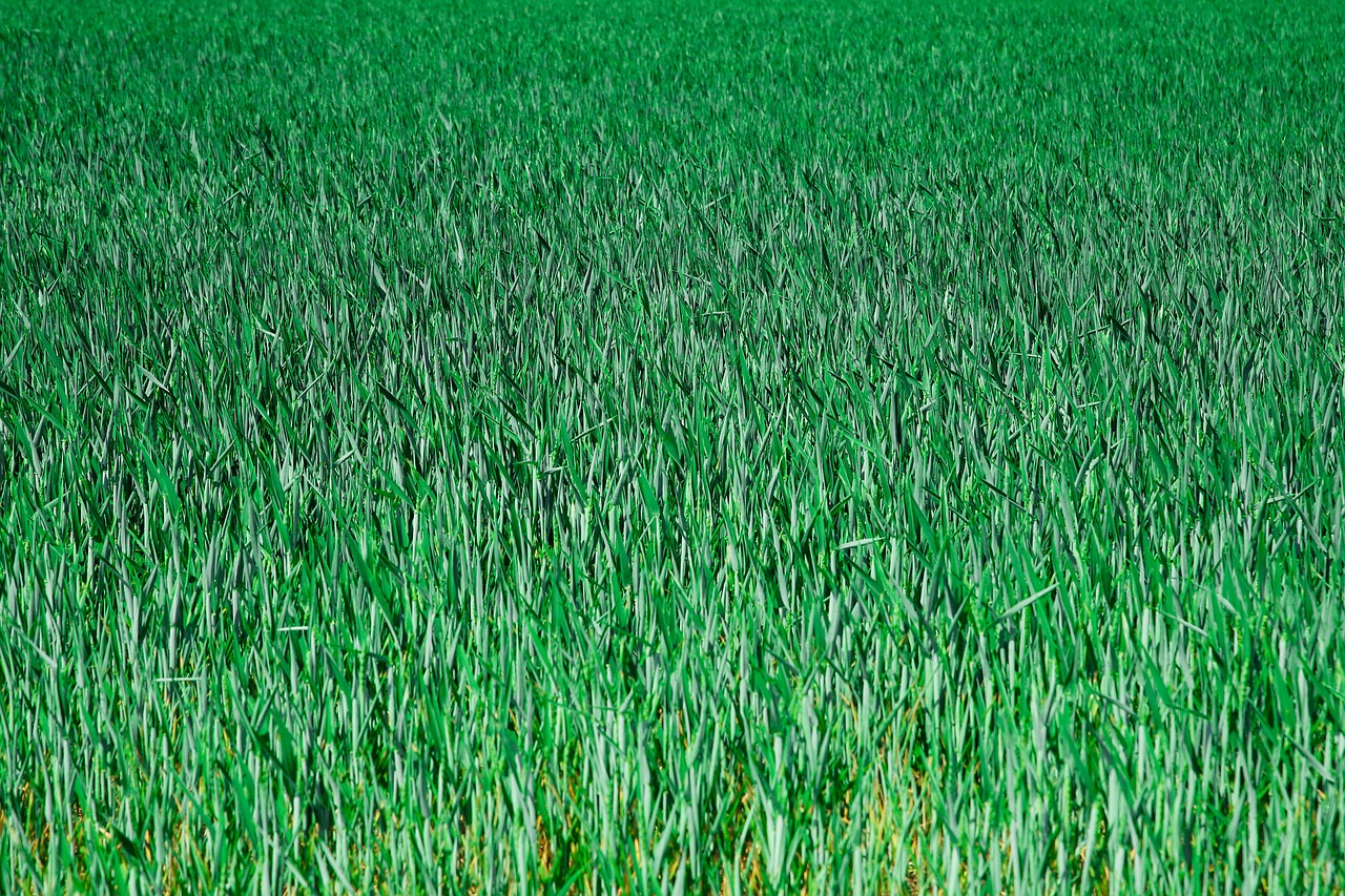 grain  cornfield  field free photo