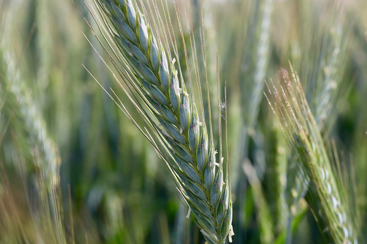 grain  ear  wheat free photo