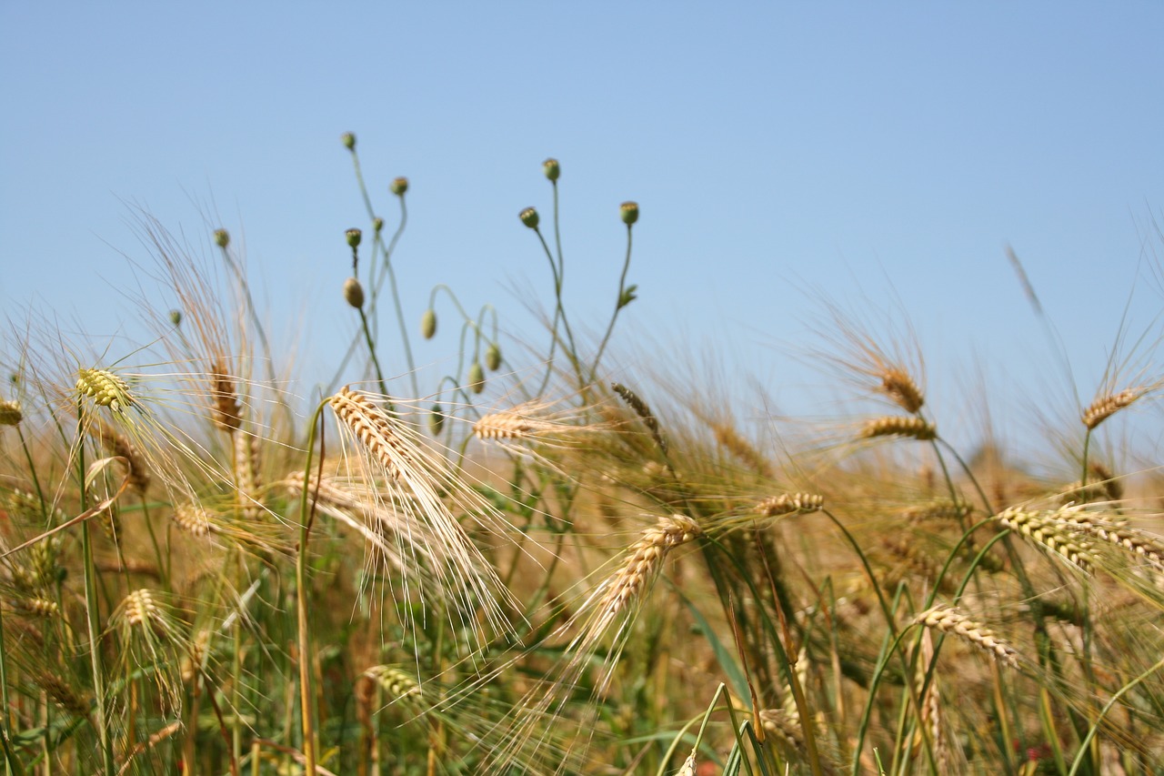 grain  wheat  summer free photo