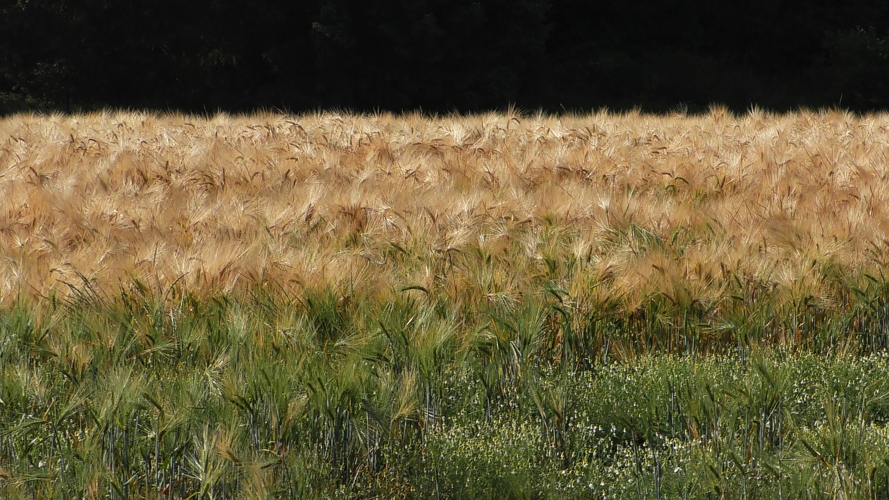 grain  cornfield  cereals free photo