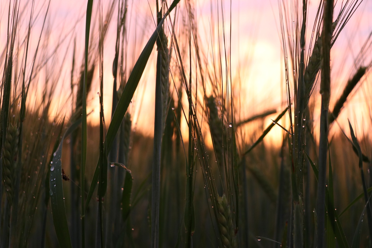 Nature grain