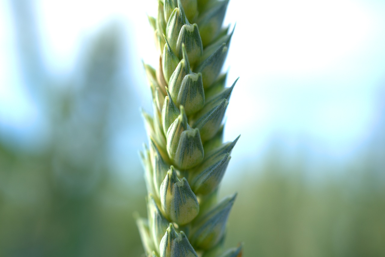 grain  harvest  agriculture free photo