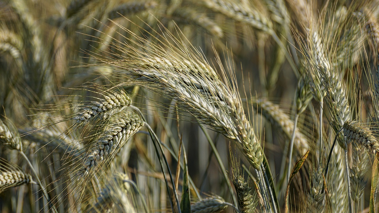 grain  rye  agriculture free photo