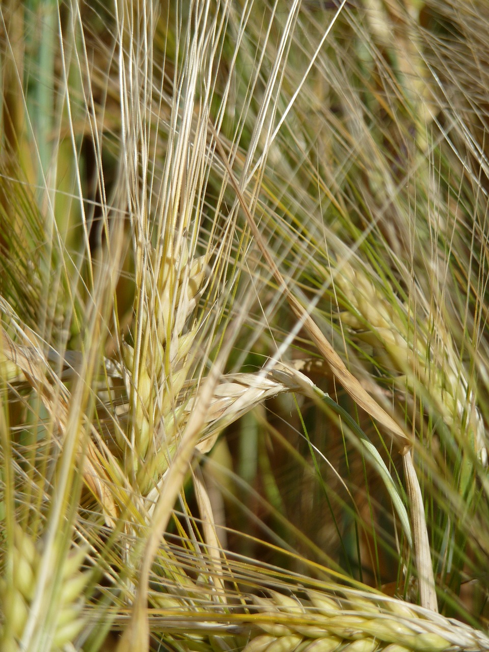 grain  wheat  harvest free photo