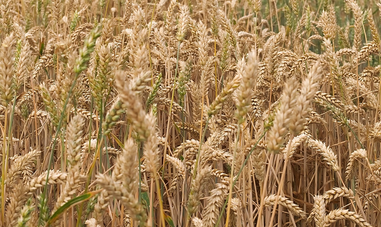 grain  cereals  field free photo