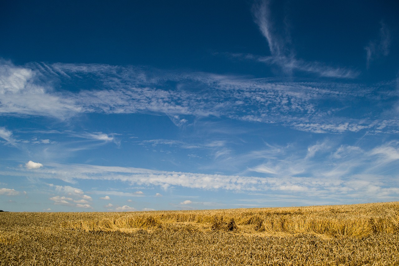 grain  spike  cereals free photo