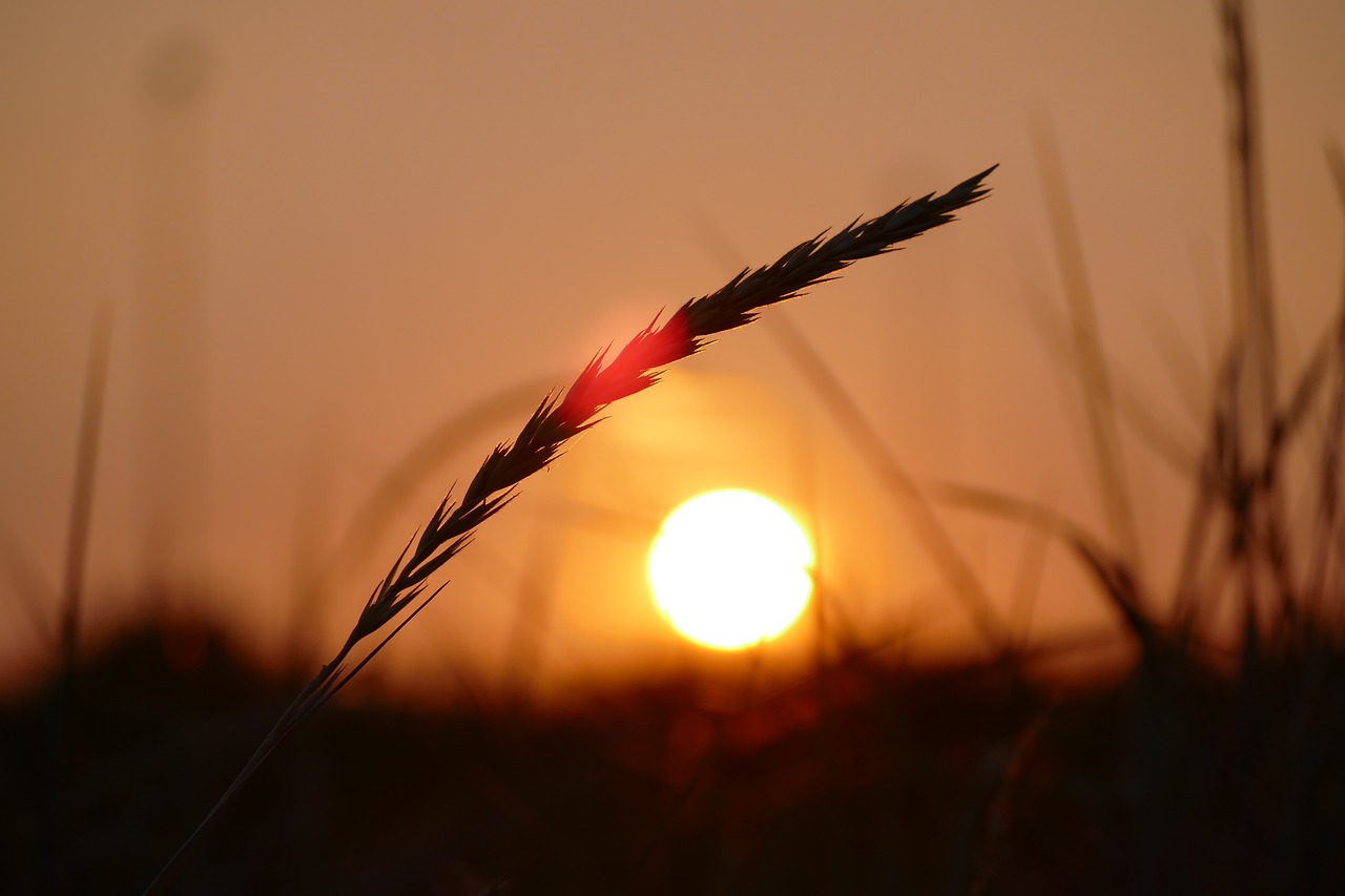 grain  sunset  scene free photo