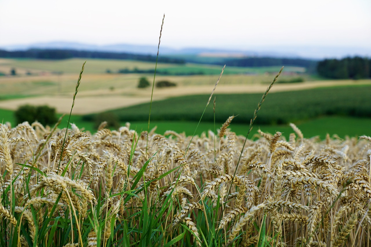 grain  field  bread free photo