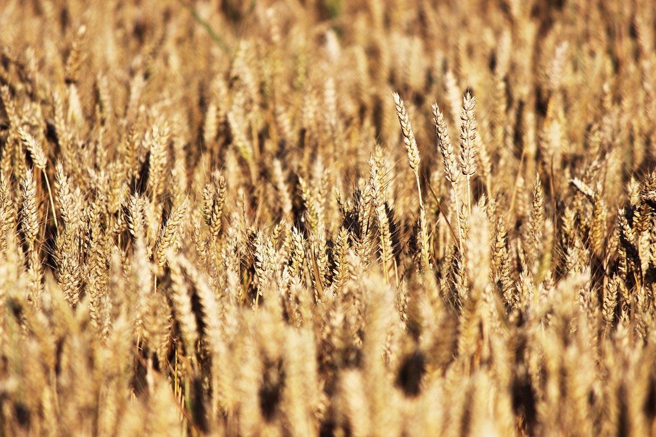 grain  wheat  field of wheat free photo