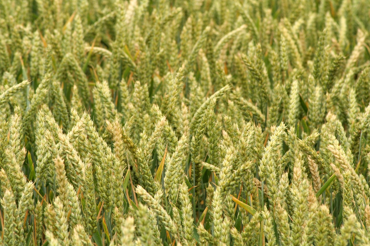 grain  ear  cereals free photo