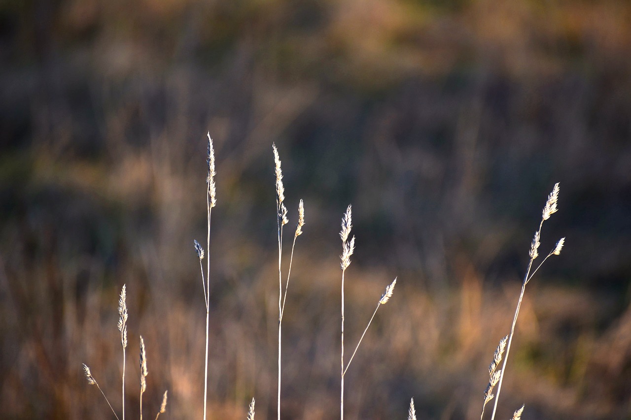 grain  ear  stem free photo