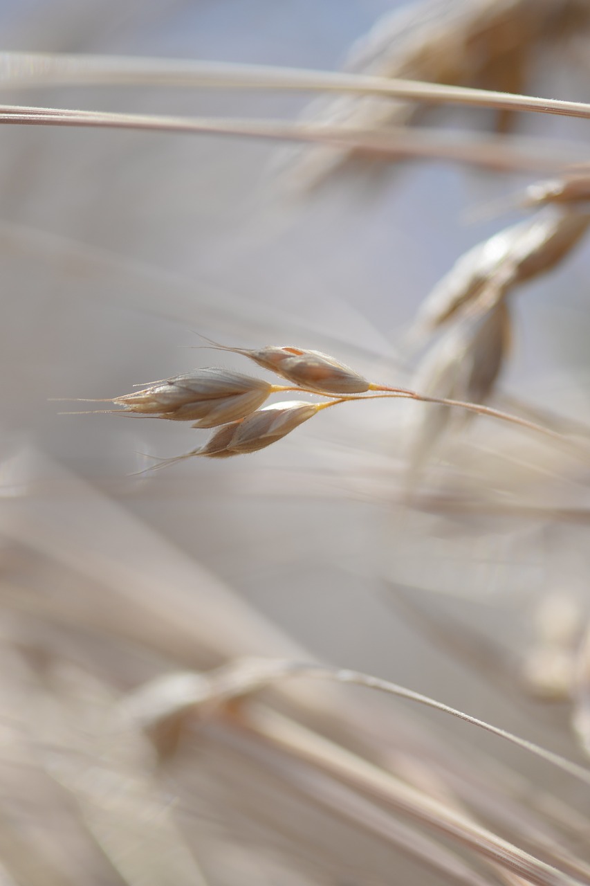 grain cereals cornfield free photo