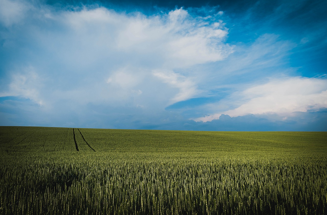 grain  field  sky free photo