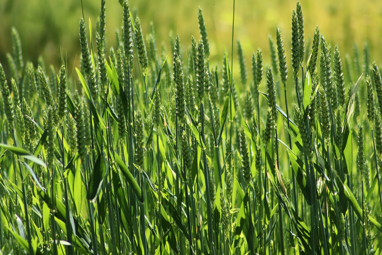 grain  wheat  cornfield free photo