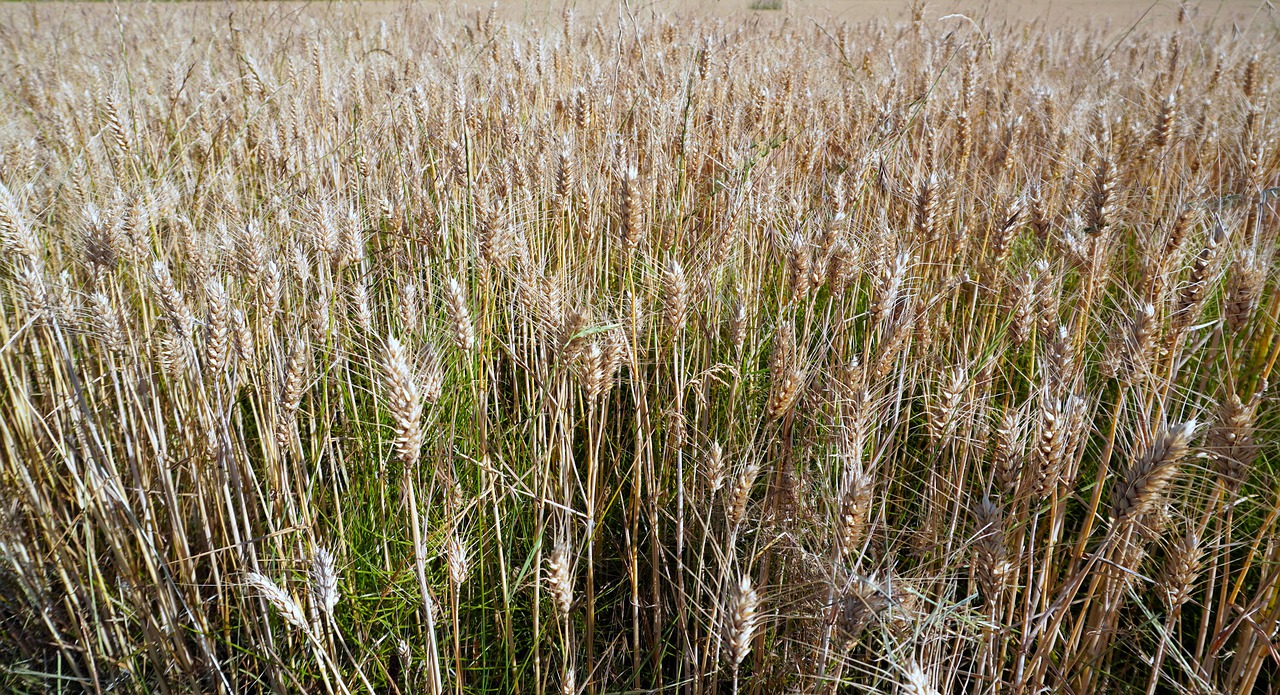 grain  cereals  cornfield free photo