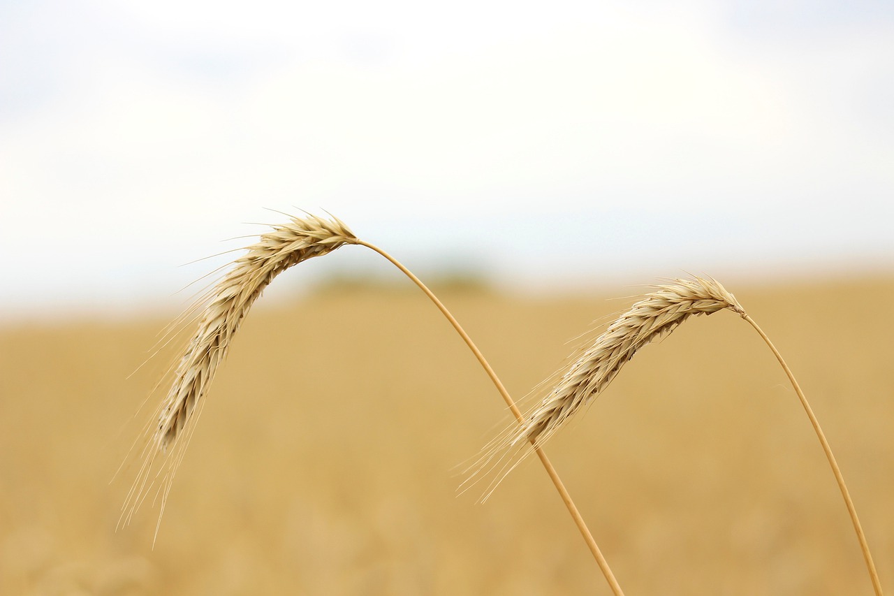 grain  cornfield  plant free photo