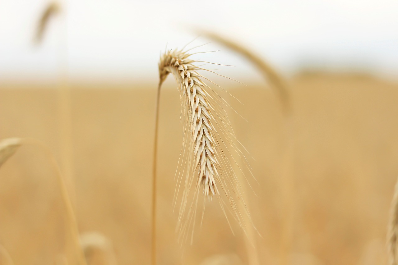 grain  cornfield  crop free photo