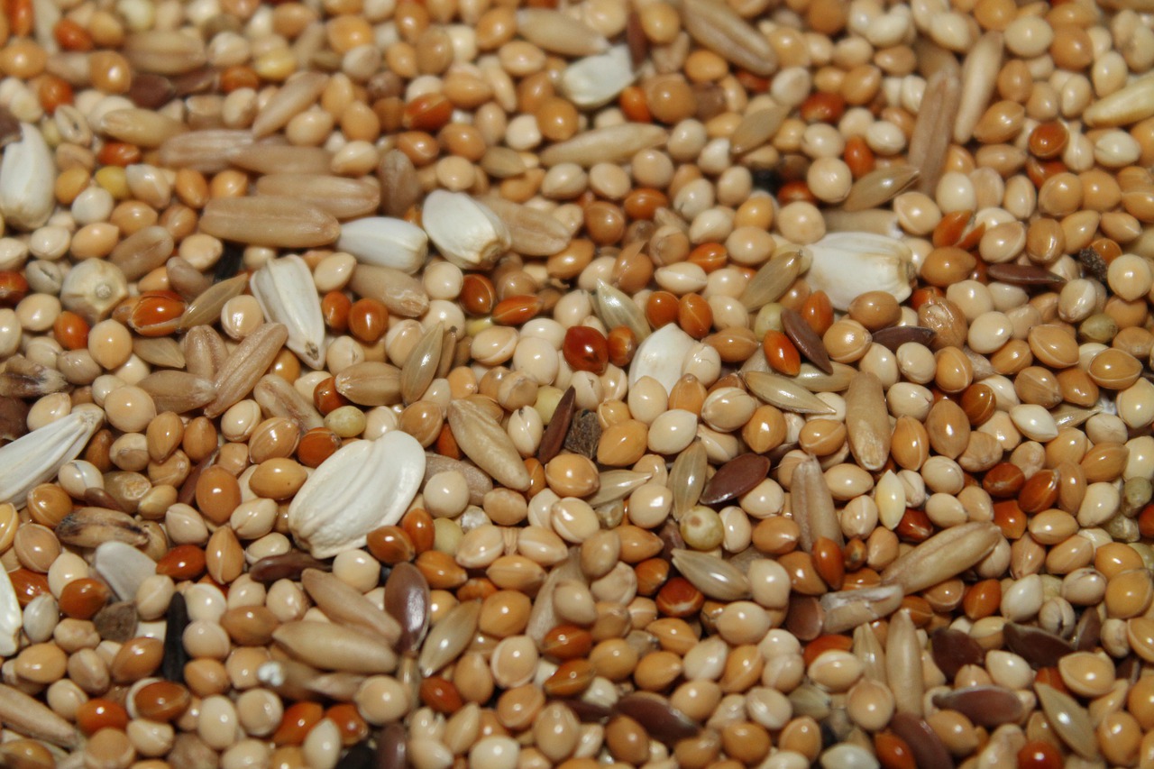 grain  grains  seeds free photo