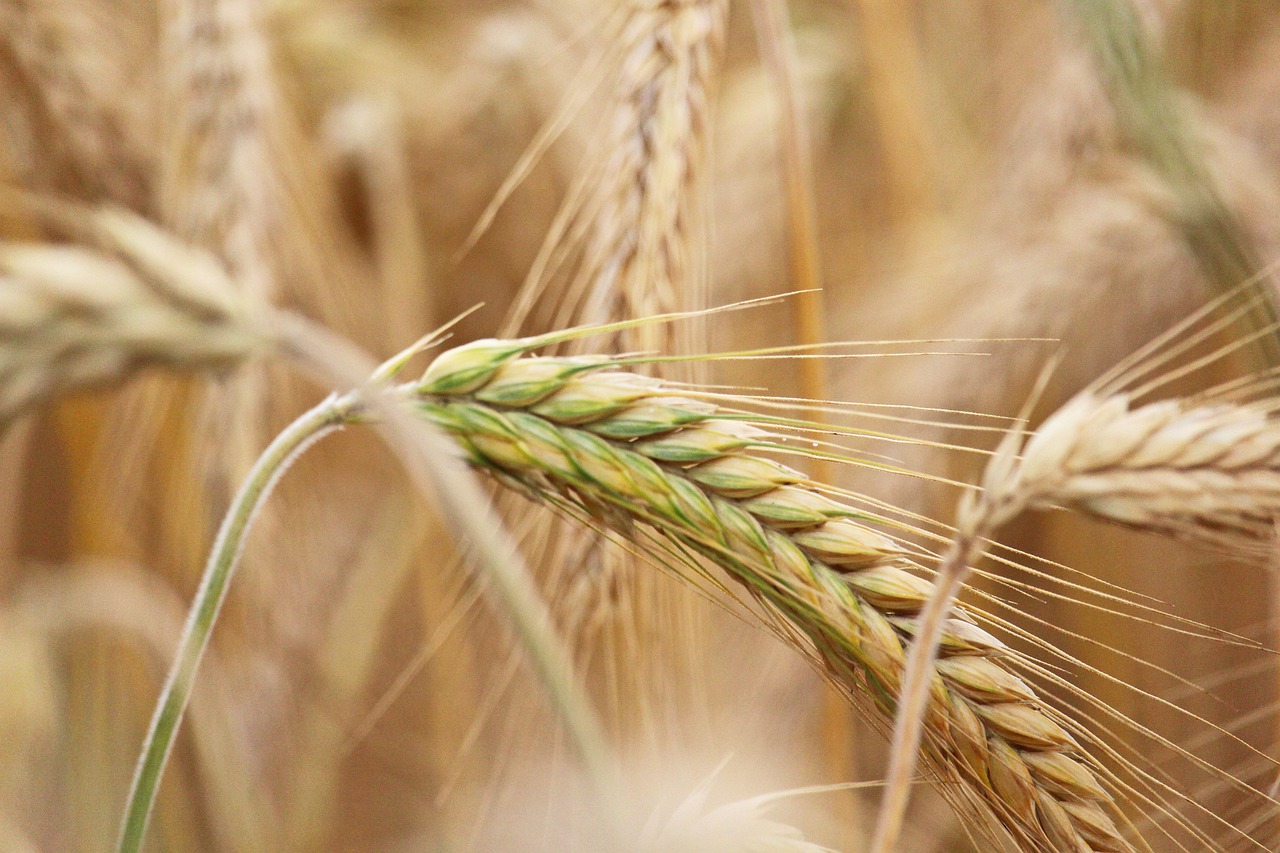 grain  harvest  agriculture free photo