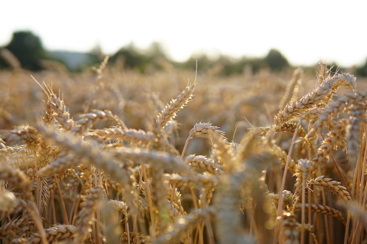 grain  cornfield  cereals free photo