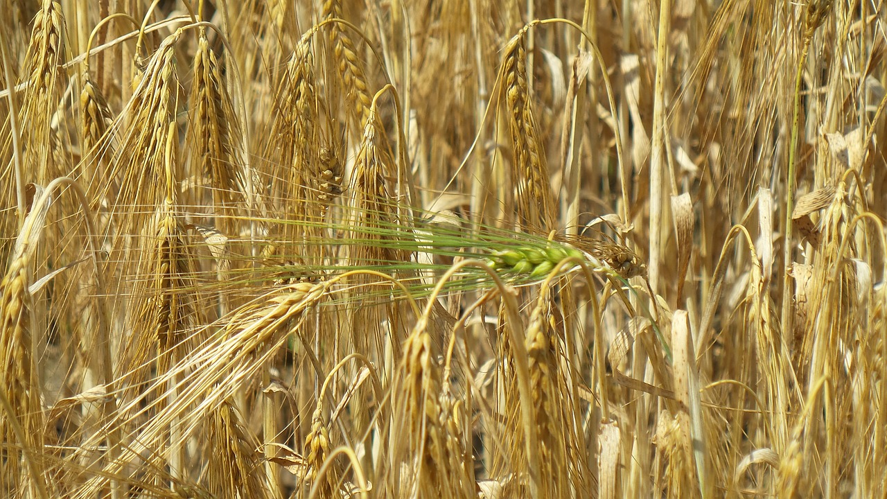 grain,ear,cereals,field,nature,harvest,wheat spike,agriculture,free picture...