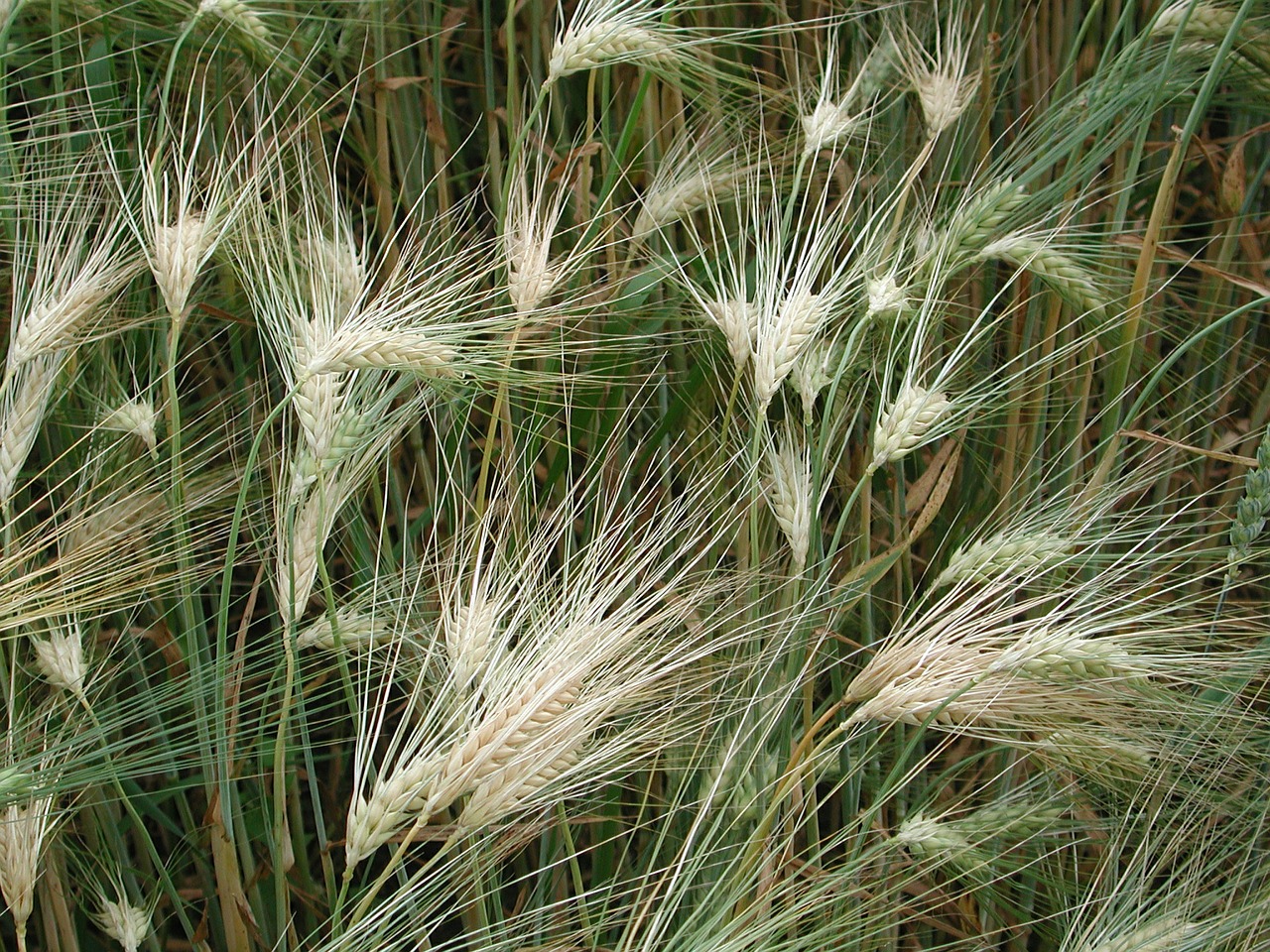 grain wheat spike free photo