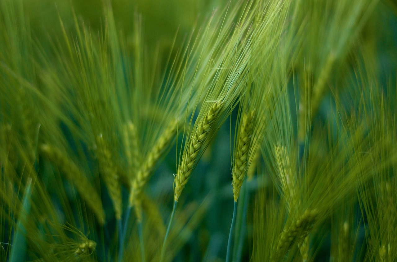 grain field agriculture free photo